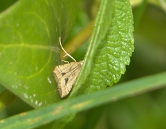Diasemia monostigma