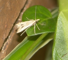 Diasemia monostigma