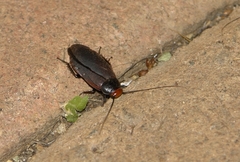 Oxyhaloa deusta