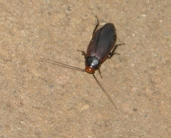 Oxyhaloa deusta
