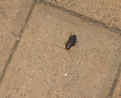 Oxyhaloa deusta