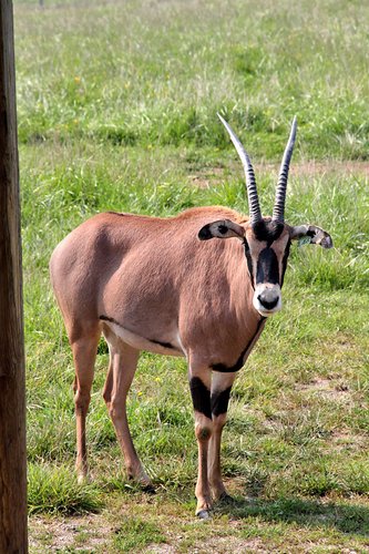 Oryx beisa