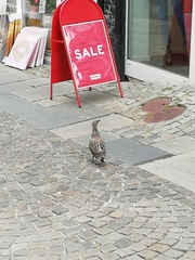 Larus