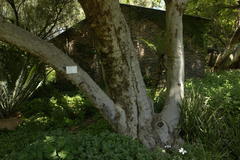 Combretum erythrophyllum