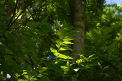 Combretum erythrophyllum