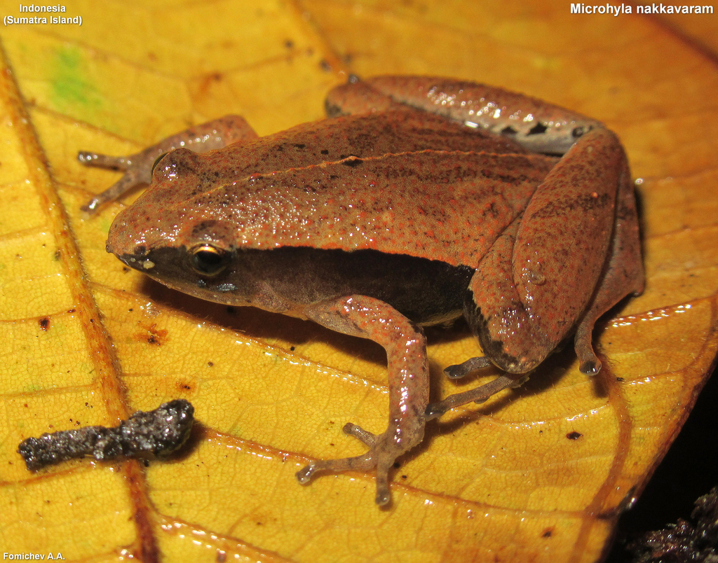 Nicobarese Narrow-Mouth Frog