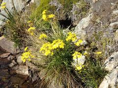 Dolichoglottis lyallii