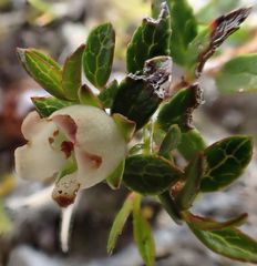 Gaultheria nubicola