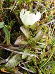 Gentianella amabilis