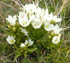 Gentianella divisa