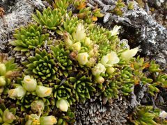 Hectorella caespitosa