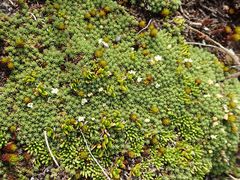 Kelleria childii