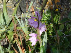 Gladiolus ochroleucus
