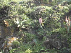 Gladiolus ochroleucus