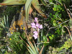 Gladiolus ochroleucus