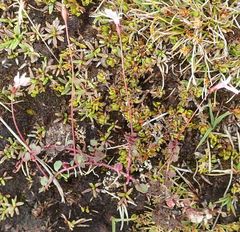 Lobelia linnaeoides
