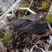 Maoricicada phaeoptera - Photo (c) johnsteel,  זכויות יוצרים חלקיות (CC BY), uploaded by johnsteel