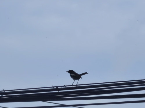 Oriental Magpie-Robin