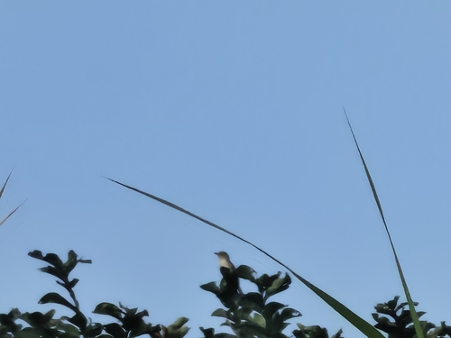 Plain Prinia