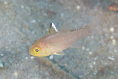 Ostorhinchus hoevenii