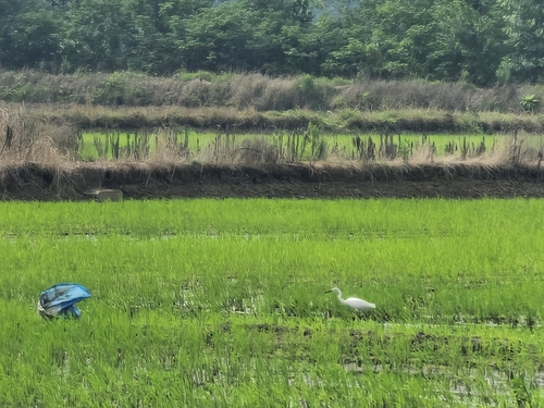 Little Egret