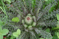 Cirsium drummondii