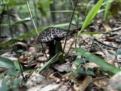 Strobilomyces strobilaceus image