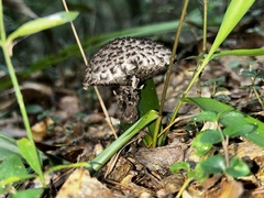 Strobilomyces strobilaceus image