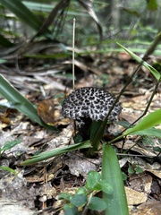 Strobilomyces strobilaceus image