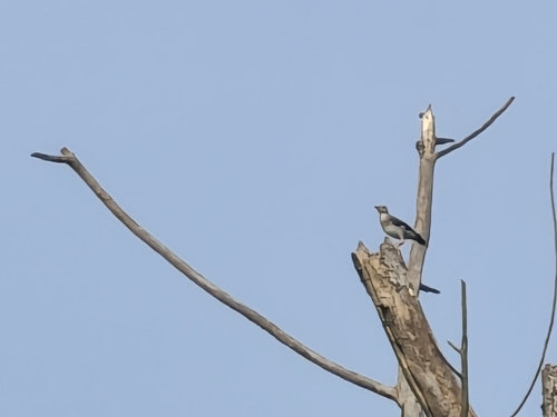 Red-billed Starling