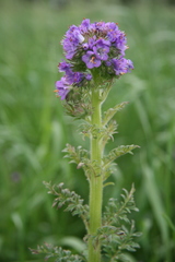Phacelia franklinii