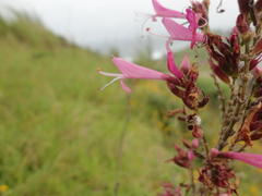 Syncolostemon densiflorus
