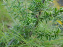 Syncolostemon densiflorus