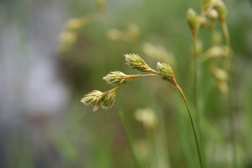 Carex foenea