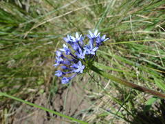 Pentanisia prunelloides