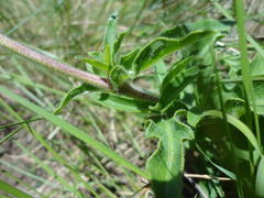 Pentanisia prunelloides