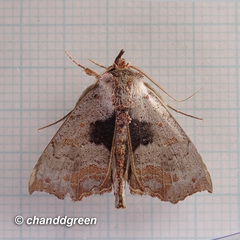 Hyperlopha compactilis