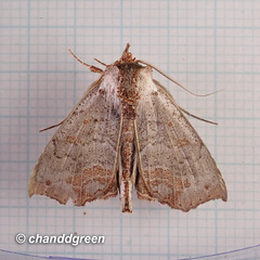 Hyperlopha compactilis