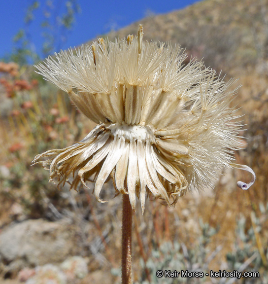 Xylorhiza tortifolia - Desert Aster, Mojave Woodyaster (Plant