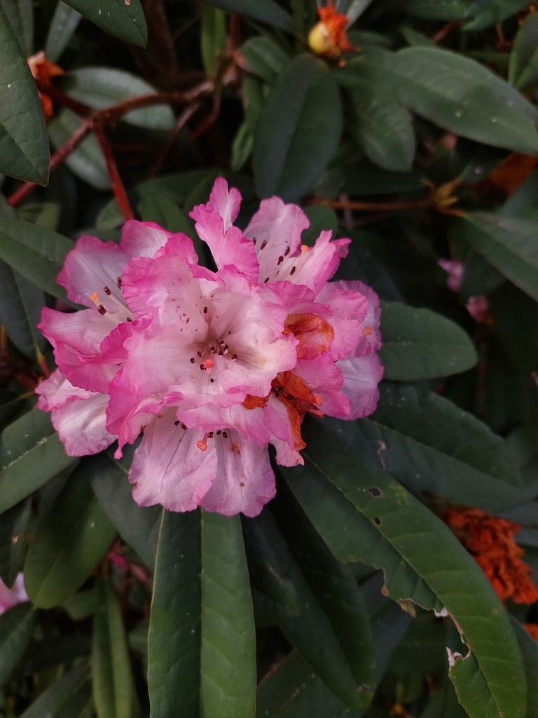 rhododendrons and azaleas from Western Springs,