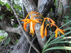 Crocosmia aurea aurea