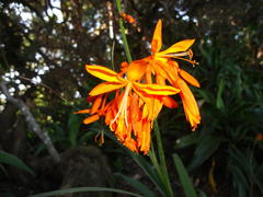 Crocosmia aurea aurea