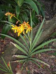 Crocosmia aurea aurea