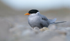 Black-Fronted Tern photo 4