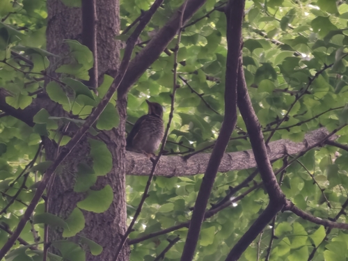 White-throated Rock-Thrush