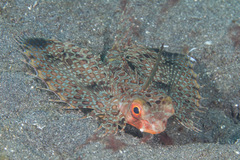 Dactyloptena orientalis