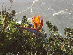 Strelitzia reginae reginae