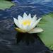 White Water-Lily - Photo (c) Анастасия Повеквечных, some rights reserved (CC BY-NC)