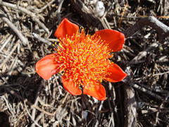 Haemanthus coccineus