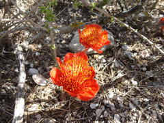 Haemanthus coccineus